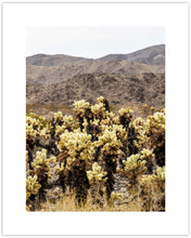 Load image into Gallery viewer, DESERT PLANTS